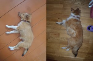 2.5 месяца и 5 лет собаке
