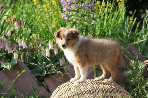 2.5 месяца и 5 лет собаке