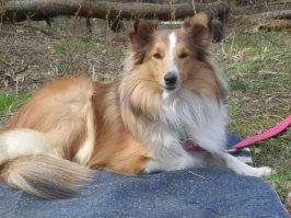 2.5 месяца и 5 лет собаке