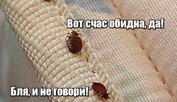 Советы из личного опыта: как самостоятельно вывести клопов