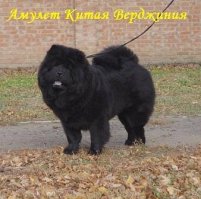 Амулет Китая Верджиния, по-домашнему просто Викуша))) Ласковая как кошка, храпяще-пыхтящая как белорусский трактор))) 1 фото - 1 месяц и 7 дней, второе фото - кажется 9 месяцев (защищаем чемпионство), третье:  2,7 года...