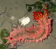 Голотурии то разные бывают.