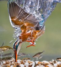 Крутых фотографов, которым удался кадр зимородка с рыбкой, над рыбкой, на охоте и т.п. - много. И только этот Джонс рассказал всем душещипательную историю, сколько км проехал и как много лет ловил этот симметричный момент входа зимородка в воду. 
В этом вся ценность снимка? Знаете, снимать животных и детей очень сложно, но, блин, никого не чешет, сколько времени ты потратил, чтобы сделать удачный кадр - он либо получился, либо нет. 
Вот вам примеры работ других нераспиаренных фотографов, чьи фотографии заслуживают намного больше внимания (как по мне).
В случае с Джонсом - пиар, он такой пиар