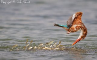 Крутых фотографов, которым удался кадр зимородка с рыбкой, над рыбкой, на охоте и т.п. - много. И только этот Джонс рассказал всем душещипательную историю, сколько км проехал и как много лет ловил этот симметричный момент входа зимородка в воду. 
В этом вся ценность снимка? Знаете, снимать животных и детей очень сложно, но, блин, никого не чешет, сколько времени ты потратил, чтобы сделать удачный кадр - он либо получился, либо нет. 
Вот вам примеры работ других нераспиаренных фотографов, чьи фотографии заслуживают намного больше внимания (как по мне).
В случае с Джонсом - пиар, он такой пиар