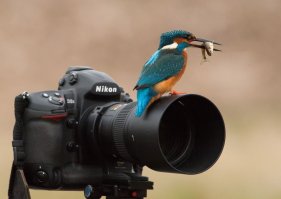 Крутых фотографов, которым удался кадр зимородка с рыбкой, над рыбкой, на охоте и т.п. - много. И только этот Джонс рассказал всем душещипательную историю, сколько км проехал и как много лет ловил этот симметричный момент входа зимородка в воду. 
В этом вся ценность снимка? Знаете, снимать животных и детей очень сложно, но, блин, никого не чешет, сколько времени ты потратил, чтобы сделать удачный кадр - он либо получился, либо нет. 
Вот вам примеры работ других нераспиаренных фотографов, чьи фотографии заслуживают намного больше внимания (как по мне).
В случае с Джонсом - пиар, он такой пиар