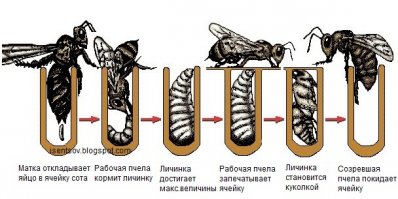 Извините конечно, но только человеку который вообще не понимает как выращивать пчел это идея покажется гениальной. Ведь как убрать личинок пчел? или вы собираетесь есть вместе с медом?))