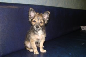 Как растут собаки