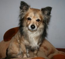 Как растут собаки