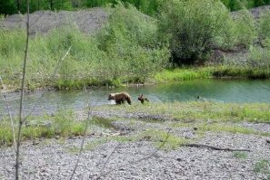 Покормил медведя - убил медведя! Женщина накормила дикого медведя хлебом