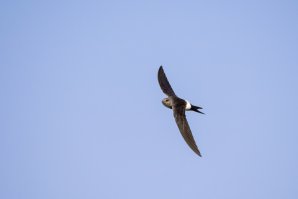 Фотоохота на зимородка окончилась невероятным успехом!