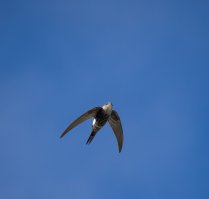 Фотоохота на зимородка окончилась невероятным успехом!