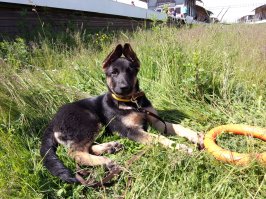 моя красавица
1 месяц, 3.5 месяца, 12 месяцев