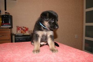 моя красавица
1 месяц, 3.5 месяца, 12 месяцев