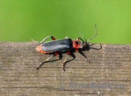 Человек - пожарный))) А вот пожарник: