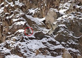 Найдите на фото спрятавшихся животных