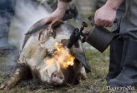 какая душещипательная история,не хватает кота с лампой...хотя вот вам свинка с лампой..