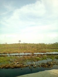 Вот западная Сибирь р-н Салыма (рядом Сургут). Леса гибнущие в болотах...