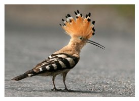 Я в детстве так удода вырастил. Было это у бабушки в деревне. Кормил его мухами, саранчой и жуками, всего этого на Кубани в избытке. Вначале додик летал по дому, был совсем ручным, потом я его выпустил, он иногда прилетал пообщаться и давал о себе знать резкими криками, но прилетал все реже и реже, потом совсем пропал. Со своими, видимо, ему было интересней.