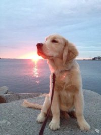 Победители фотоконкурса Dog Photographer of the Year 2017