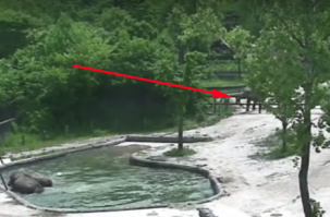 Если присмотреться - там на фоне еще сосед сильно волновался
А не от ли реальный отец?