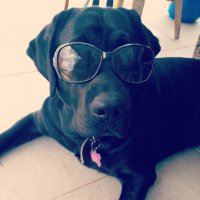 Хороши собакены)