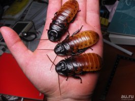 У каждого в голове свои тараканы...у некоторых-мадагаскарские