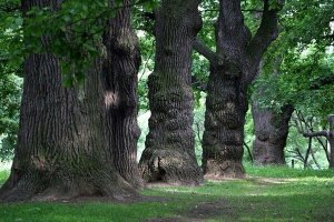 Какое то сплошное передергивание фактов и незнание истории климата. Вывод ошеломляющий - вообще то малые ледниковые периоды накрывают планету примерно раз в 500 лет. Правда это не то, что в кино показывают, где температура падает до -100, а просто становится гораздо холоднее, чем обычно, но и этого достаточно для изменениия флоры и фауны.  Кстати вот пара фоток из Коломенского (Москва) тут, очевидно вымершие, дубы, которым как раз под 600 лет. Сколько еще таких дубов - ну можно поискать, их правда много вырубали, ведь мебель, все дела, да и не думали до 20-го века о каих то там дубах, секвоях и прочей билиберде (по тем меркам). Нужно поле - запалим лес, вот и весь ответ, не было экологической полиции тогда.