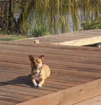 Ладно-ладно, сегодня победа за собаками, плюсую