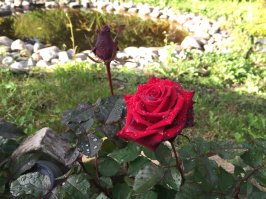 Это получается, розу на картошке прививают?))))

Вот мои розочки)))) Не всегда они перезимовывают, конечно, но стараются)))