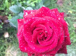 Это получается, розу на картошке прививают?))))

Вот мои розочки)))) Не всегда они перезимовывают, конечно, но стараются)))