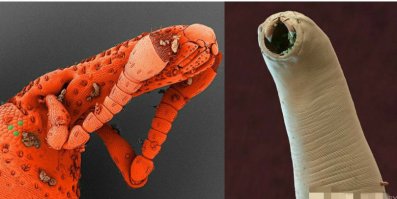 Волшебный и фантастический микромир. Часть 2