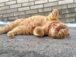 Конечно станешь!!!! Как я.