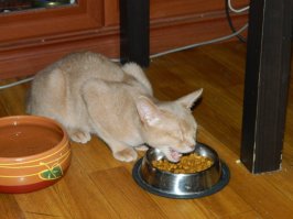 красивый котейка)) а мы вот с дару-дар взяли второго котейку)) он уже освоился) правда наш старый котей ревнует жутко к нему(( но вроде уже гоняются вместе вот такие красавцы теперь у нас живут)