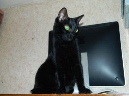 красивый котейка)) а мы вот с дару-дар взяли второго котейку)) он уже освоился) правда наш старый котей ревнует жутко к нему(( но вроде уже гоняются вместе вот такие красавцы теперь у нас живут)