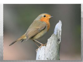 Перелетных птиц тоже будут возвращать или сбивать средствами ПВО.