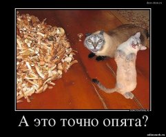 Демотиватор баянистый, но ржу от этих котов :)
