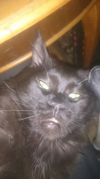 да у меня кун такой же, дай чё нибуть погрызть,провода,игрушку, мои ладони,мамина нога)))))все коты в принципе одинаковы)))