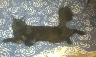 да у меня кун такой же, дай чё нибуть погрызть,провода,игрушку, мои ладони,мамина нога)))))все коты в принципе одинаковы)))