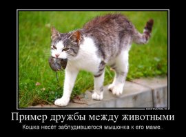 Захватывающее видео: лев заботится о детеныше антилопы