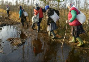 Сборка урожая клюквы под Вологдой :)