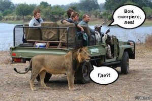 Лев в сафари-парке решил полакомиться запаской автомобиля