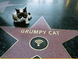 10 необычных Звёзд голливудской «Аллеи славы», которые принадлежат не актёрам