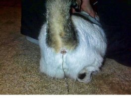 Дождаться Нового Года: в Новый Год все коты, как правило, заземлены