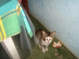 Ужин в тошниловке на Шри Ланке. Там даже кошки так ужинают. Менталитет-с...