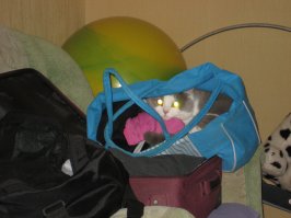 Забавные коты