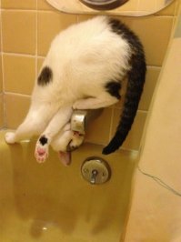 Забавные коты