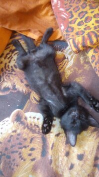 На дороге сидел, чуть не сбили