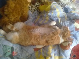 Вот он. Уработался. Кролика пожарили.