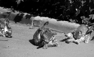 Как сделать из газонокосилки аппарат для производства сладкой ваты