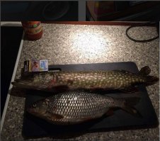 мы такими даже котов не кормим...